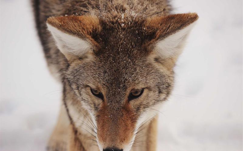 零基础学小吃教程 | 跨平台应用+场景拓展 6477-创新研习社