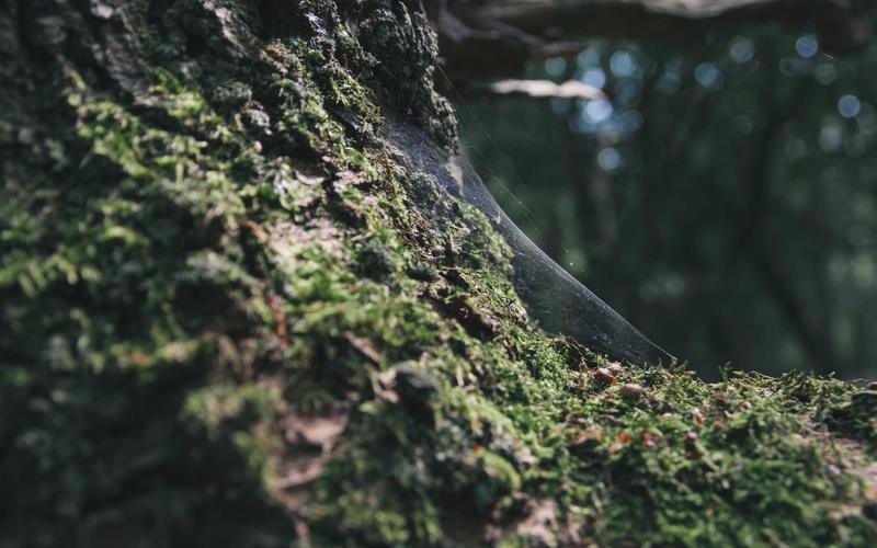 零基础学CR视频混剪工具 | 新手问答+高频问题 8950-创新研习社