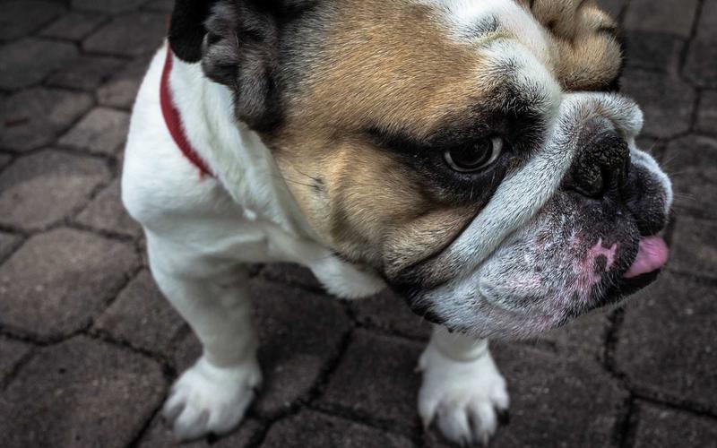 从零开始历史老照片 | 新手快速上手 1860-创新研习社