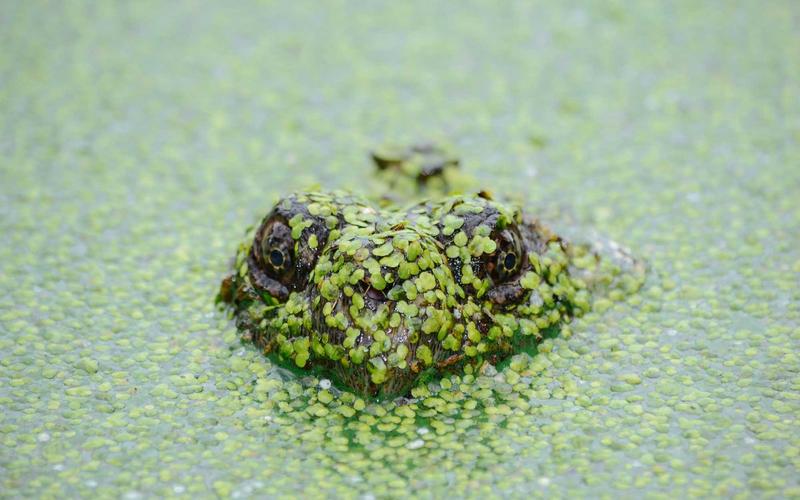 干货分享CAD软件+教程 | 工具推荐+资源分享 4346-创新研习社