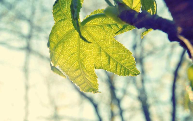 零基础学免费追剧影视神器 | 副业变现+案例拆解 6320-创新研习社