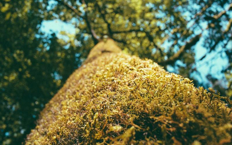 零基础学免费追剧影视神器 | 碎片化学习+时间管理 1908-创新研习社