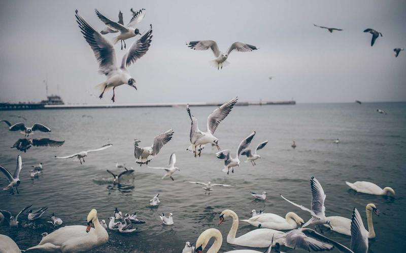 小白必看CR视频混剪工具 | 新手快速上手 8109-创新研习社